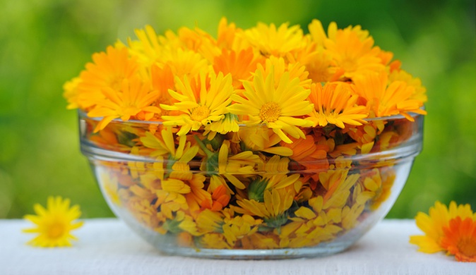 Қырмызы – дәрілік өсімдік 