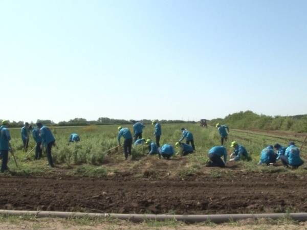 2016 жылы Астананың айналасына 350 мыңнан астам көшет егіледі