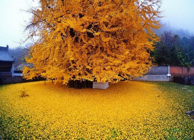 Гинкго билоба  - Жер бетіндегі ең «кәрі» ағаш (ФОТО)