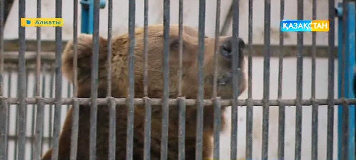 Медведи в зоопарке Алматы не уходят в зимнюю спячку (ВИДЕО)