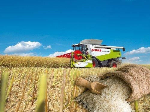 Қызылордалықтар жинаған дәнді дақылдардың 98 пайызы күріш