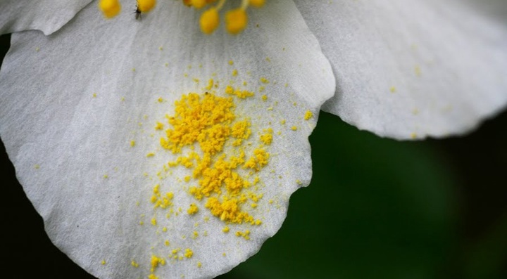 Гүл тозаңын аккумулятор өндірісінде қолдануға болады