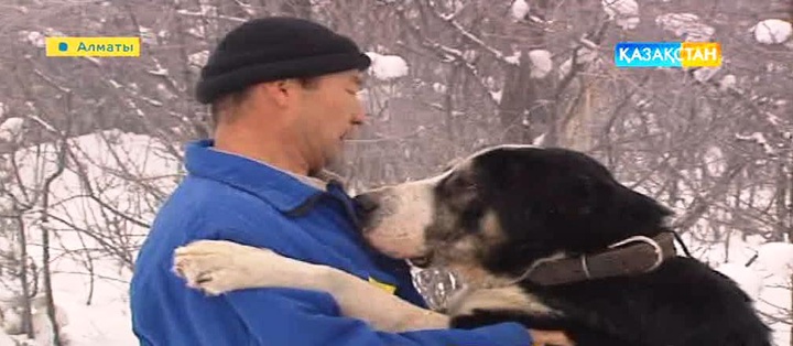 Төбет иттер неге азайып барады? (ВИДЕО)