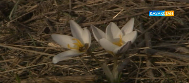 Көктемгі ауа райын қазақ қалай болжаған? (ВИДЕО)