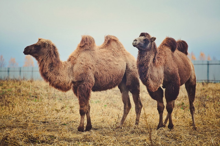 Созақта түйе сүтін өндіру кооперативі құрылмақ