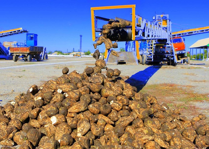 Алматы облысында қант қызылшасының алқабы кеңейетін болды