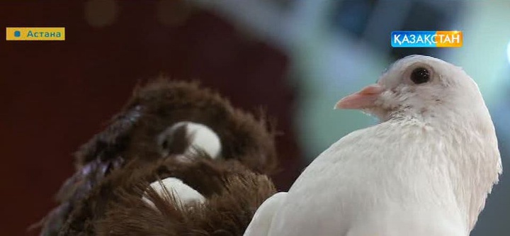 Көгершіндерді қолға үйретудің әдіс-тәсілдері