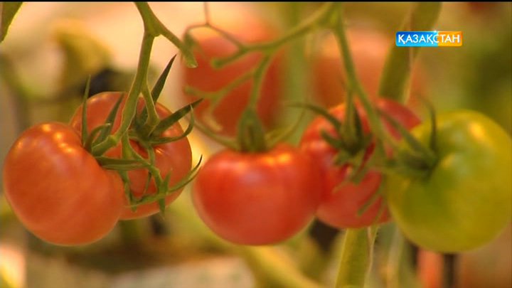 Көкөніс бағасы қашан тұрақталады?