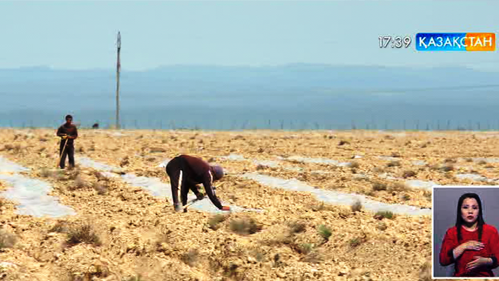 Қызылордадағы Жайылма елді мекенінің тұрғындары жерден ырзық-несібесін тапқан берекелі мекен