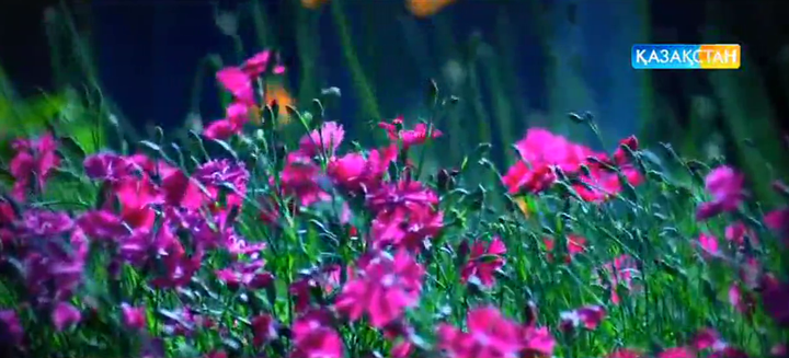 Гүлге  күтім жасаудың ерекшелігі (ВИДЕО)