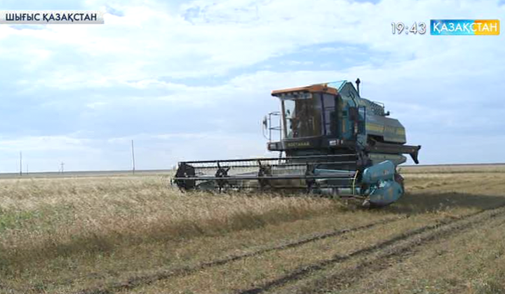 Шығыс Қазақстан облысында егін ору науқаны қызу жүріп жатыр