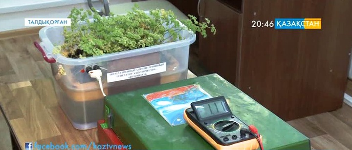 Талдықорғандық ғалымдар өсімдіктен қуат алу әдісін ойлап тапты