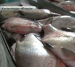 Қызылорда өңірінде балық кластері дамытылуда