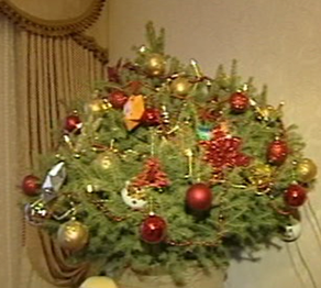 Алматыда өсіп тұрған шырша жалға беріледі