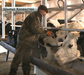 Сүт өндіретін шаруашылықтар көбеюде