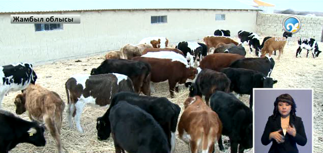Жамбыл облысының фермерлері мал тұқымын асылдандыруда