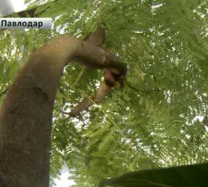 Павлодардағы экологиялық бақта өсімдіктің 200 түрі бар