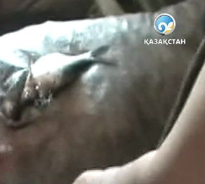 Житель Караганды задержан с полутора тоннами незаконно выловленной рыбы
