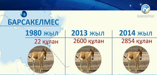 Қазақ жерінде құлан мен қарақұйрық көбейіп келеді