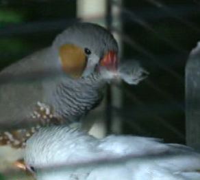 Қарағандыда тропикалық құстардың көрмесі өтті