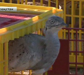 В Южно-Казахстанской области в природную среду обитания выпущены 2 000 дроф-красоток