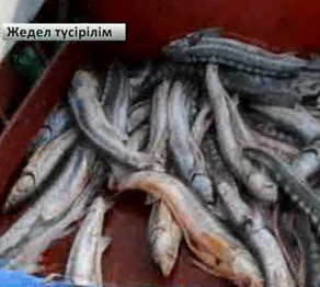 Каспий теңізінде балықты заңсыз аулағандар ұсталды