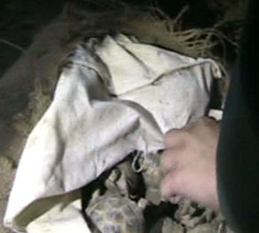 Оңтүстікқазақстандық шекарашылар тасбақа контрабандасына тосқауыл қойды