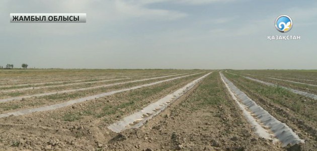 Су тапшылығынан егістік қурап барады