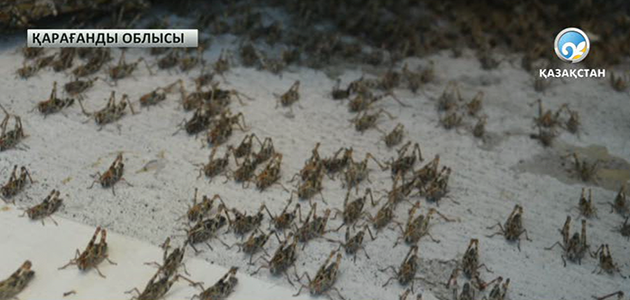 Жәйрем кентінде шегіртке қаптап кетті