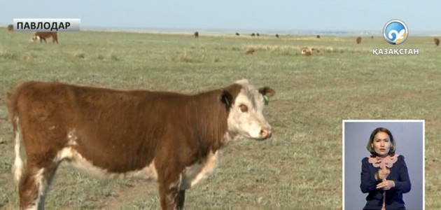 Павлодарда 100 сиырдан бруцеллез анықталды (толығырақ)