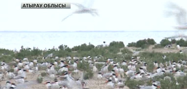 «Ақжайық» қорығы ЮНЕСКО қамқорлығына алынды