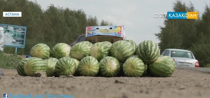 Нағыз қарбыздар тамызда піседі