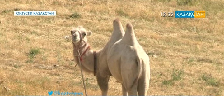 Таулы жерде түйе өсірілуде