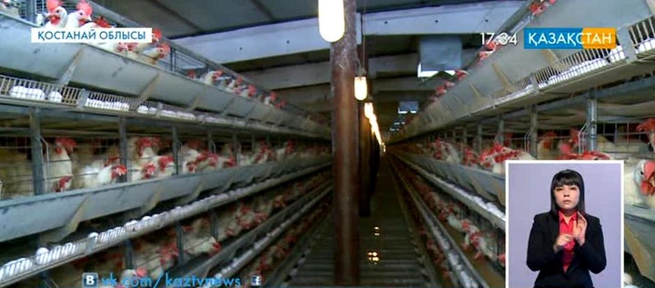 Рудный қаласындағы құс фабрикасы өнім көлемін 2,5 есеге арттырды