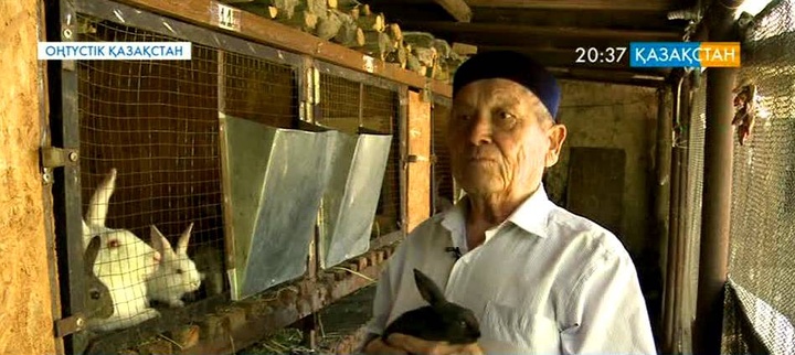 Кентаулық 80 жастағы Ысқақ Жұмашев қоян өсіруді қолға алған