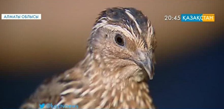 Бөдененің еті мен жұмыртқасы түрлі дертке дауа