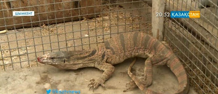 Шымкентте алып кесіртке тұрғындардың зәресін алды