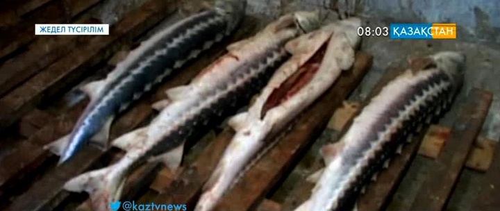 Маңғыстау облысында браконьерлер ұсталды