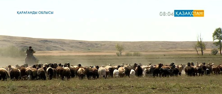 Қарағандылық Ақылбай Қалиев «Жұмыспен қамту-2020» бағдарламасы бойынша несие алып, мал өсіруде