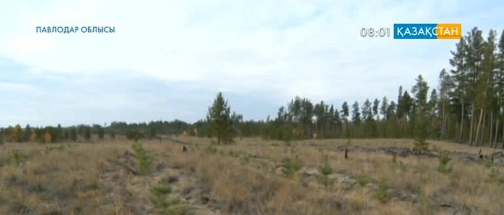 Павлодарда өрт шалған, заңсыз шабылған қарағайлы аумақтың жартысы қалпына келтірілді