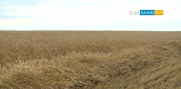 Егін орағы созылып барады