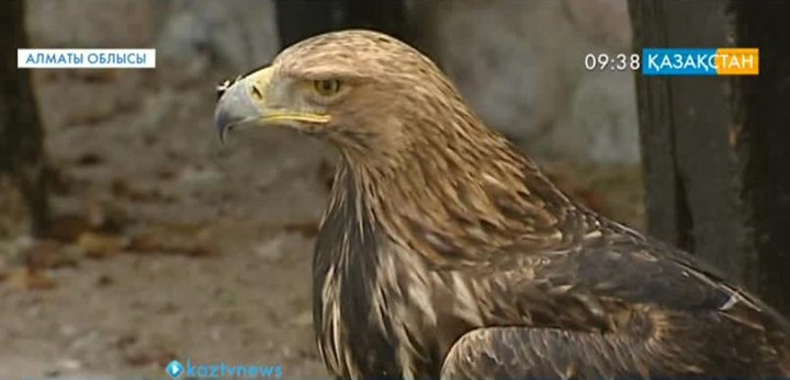 Алматы маңында қолда өсірілген 3 бүркіт табиғатқа жіберілді