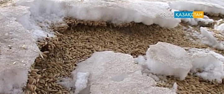 Павлодарлық дихандар қарыздарын қайтара алмай отыр