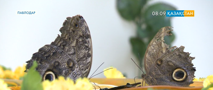 Павлодарда тропикалық көбелектер көрмесі ашылды