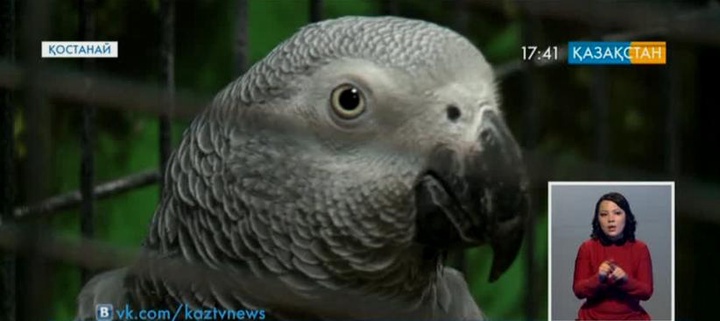 Қостанайда тропикалық құстар көрмесі өтті