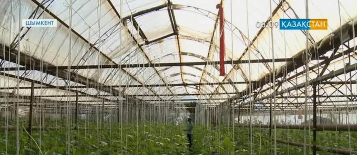 Жылыжайдан табыс тауып отырған отбасы