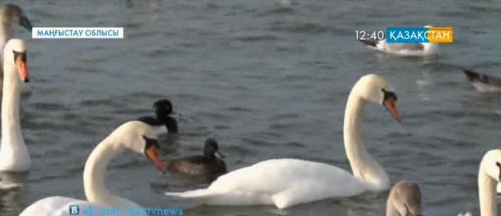 Маңғыстау өңіріне аққулардың алғашқы легі ұшып келді