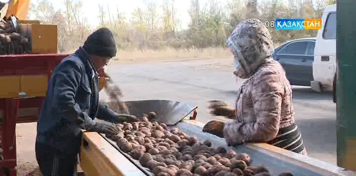 Қырғызстаннан Қазақстанға картоп жеткізуге қойылған шектеу алынды