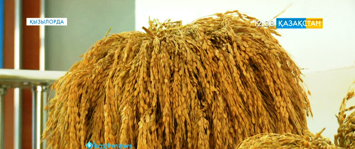 Арпаның жаңа сорттары өндіріске енеді