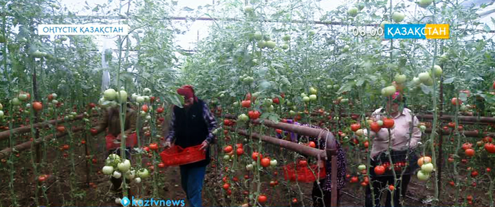 Жылыжай табыстың көзі